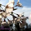 Banner by IcyWinter banner_036_500x200_icywinter