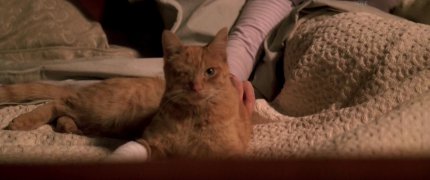 This cat's got his eye on you!  He knows what you're thinking! Cold_Case_S03E11_lilly_109